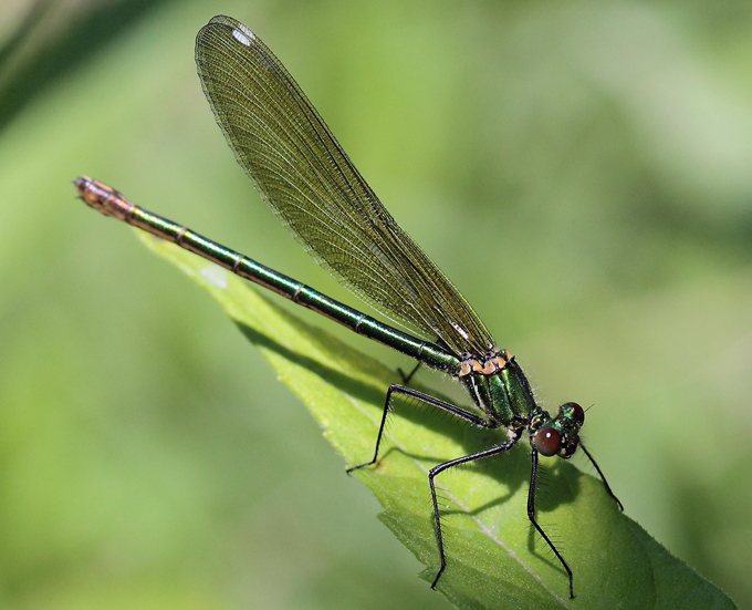 Calopterygidae?